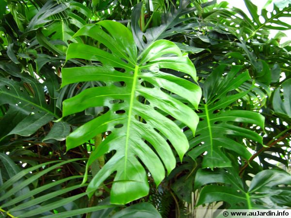 Philodendron feuille 600x450